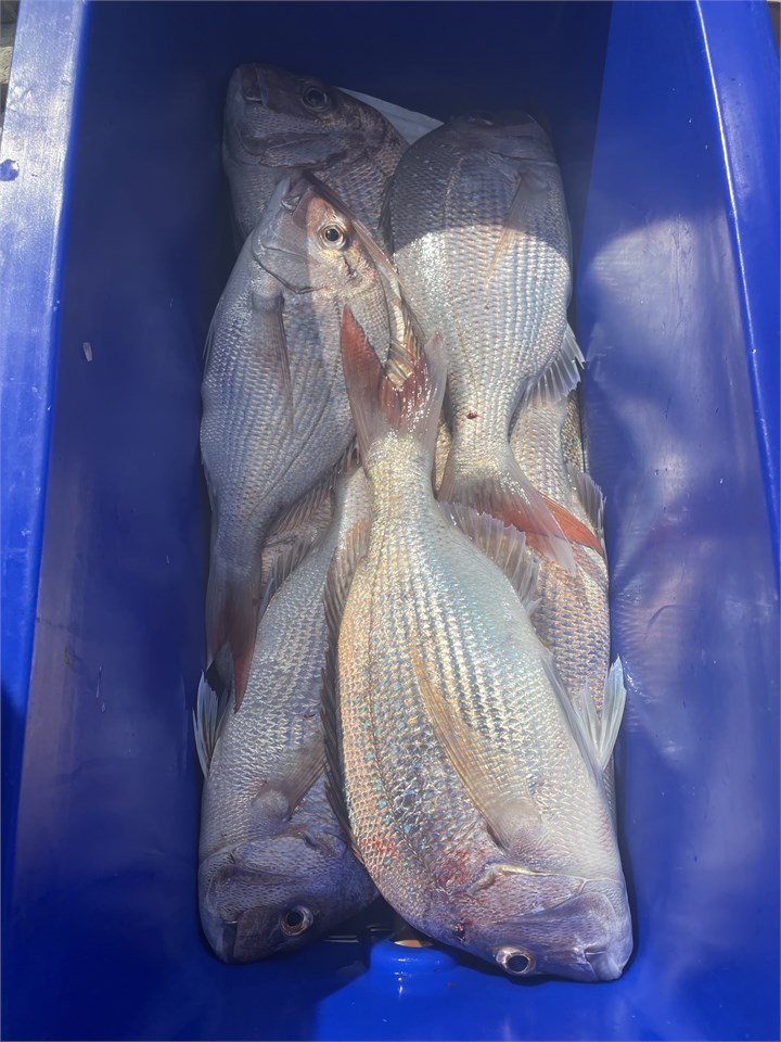 Don't forget the boat, plenty of Snapper with the 