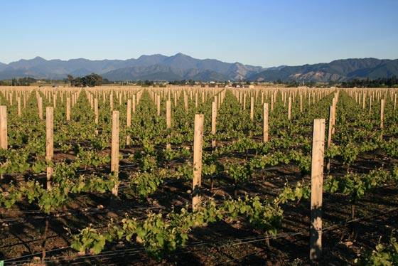 Visit the award winning vineyards in Marlborough