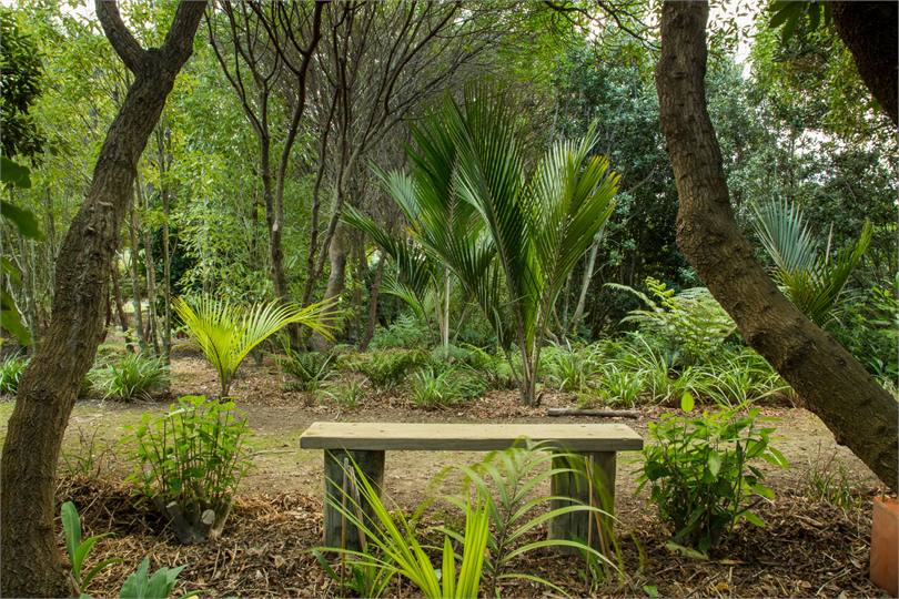Native Ferns and Palms