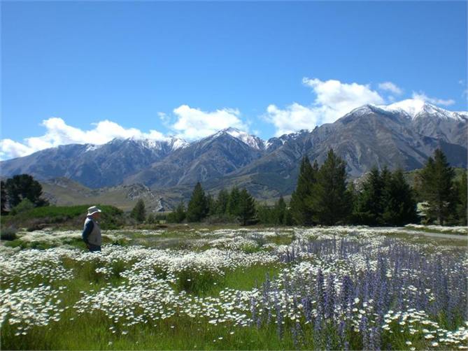 Wild flowers about the village