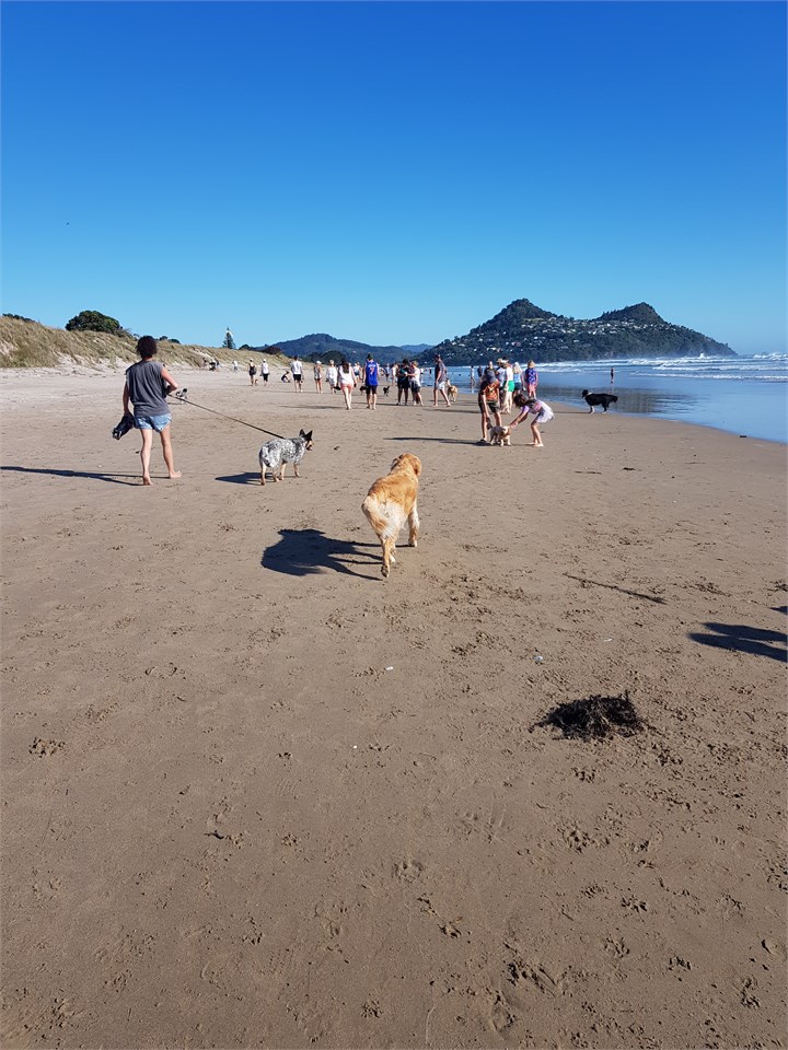 Walking dogs off leash on surf beach before 9am
