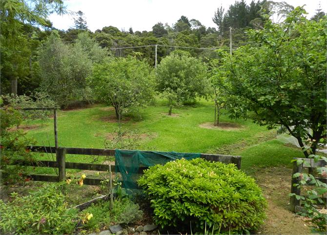 Apples, olives, quince, etc view from Dining Area