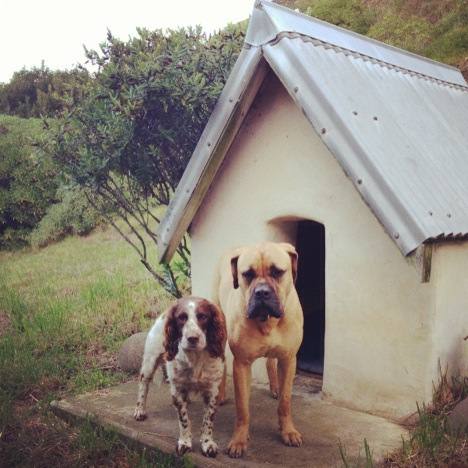 Canine Guest House! - Dogs are welcome