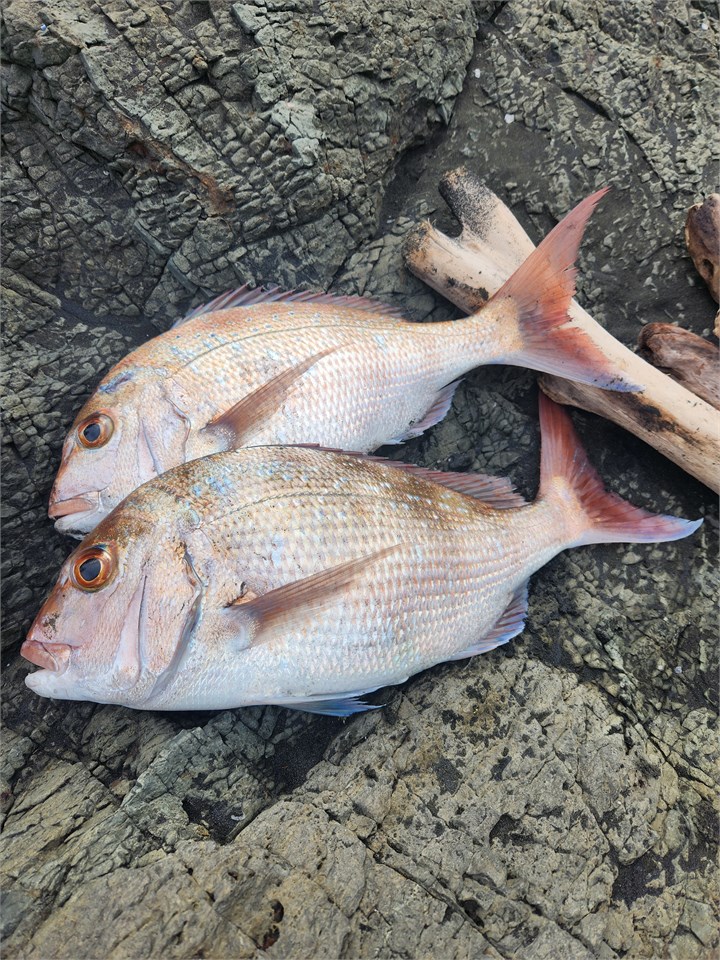 or catch fish from the open coast