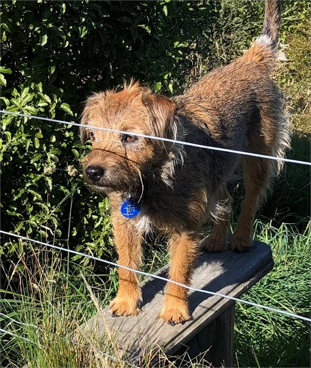 Olive, the Border Terrier