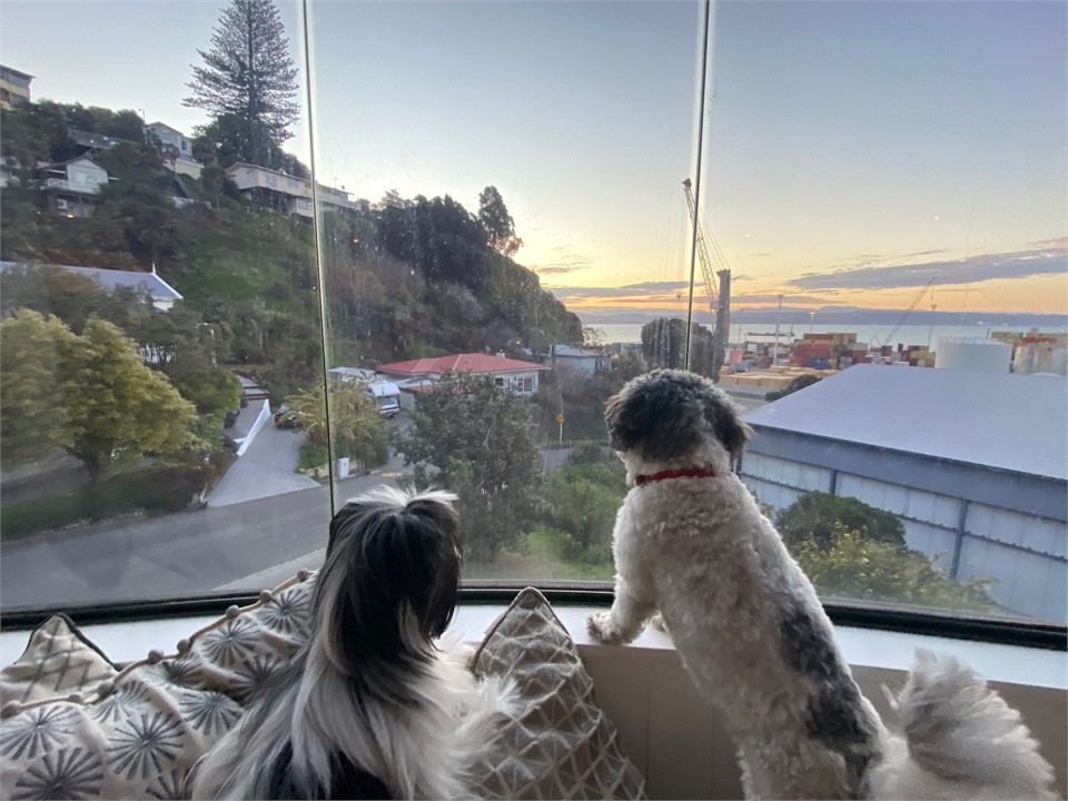 Pet Friendly - by arrangement