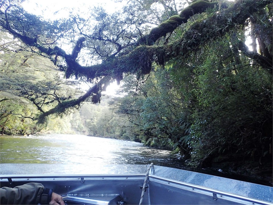 Jet boat trips into the ancient forests and rivers