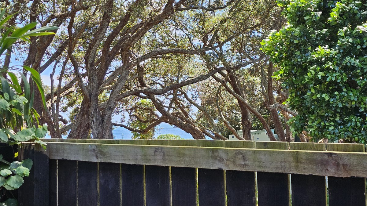Trees hug by the sea, view from the small deck