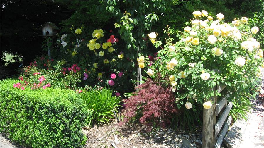 Garden in our driveway