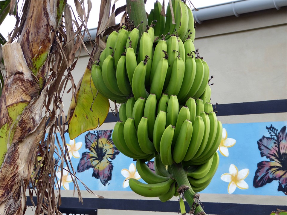 lots of tropical fruit growing everywhere