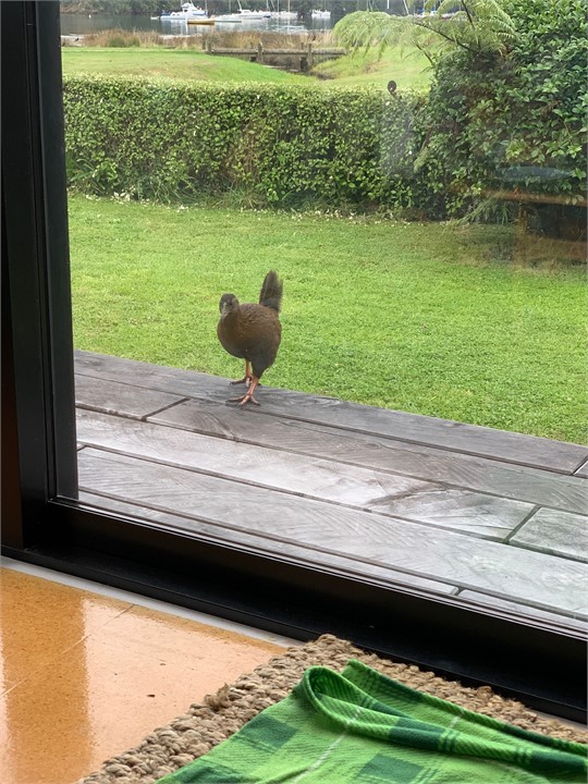 Weka coming to visit