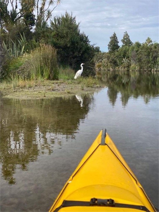 Encounter the beautiful Kotuku