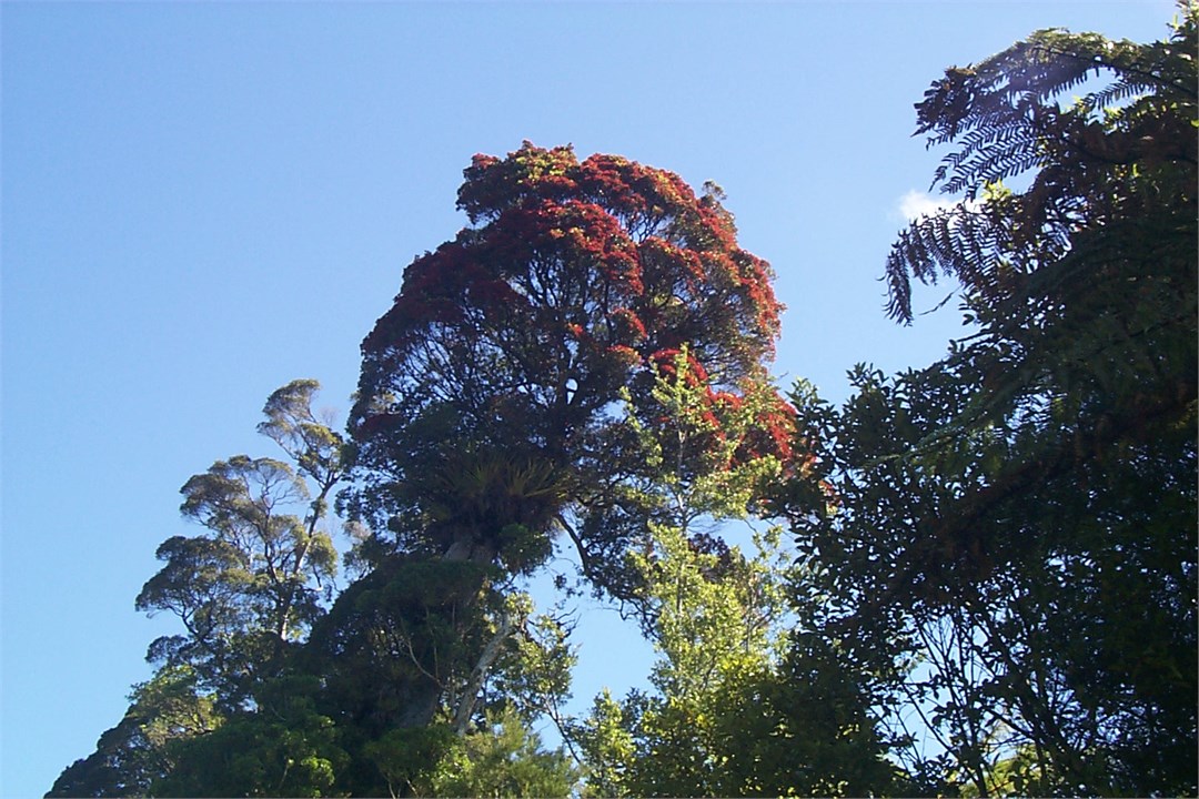 Our native rata in flower