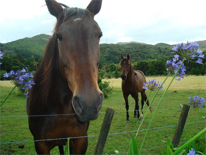 Our horses Joey and Star in paddock 