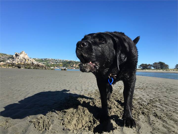 Beach Lab tested