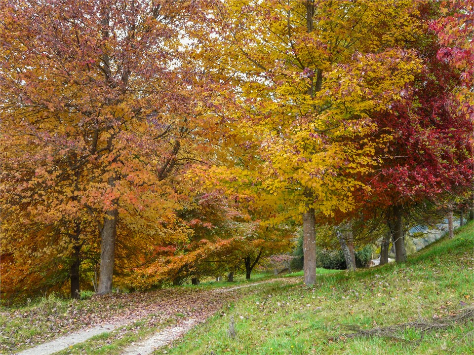 Autumn on the driveway.
