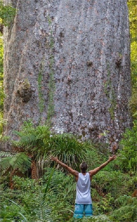 Tane Mahuta giant kauri tree