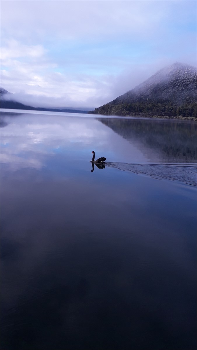 swan on lake