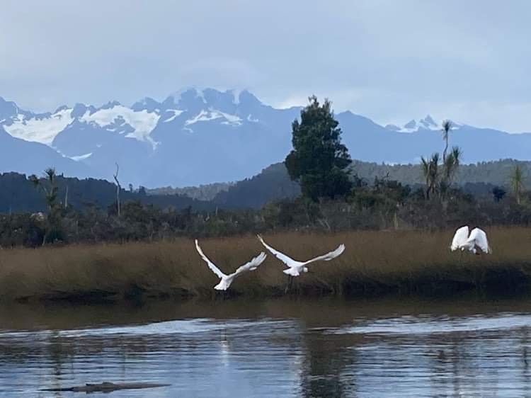 Kotuku in flight