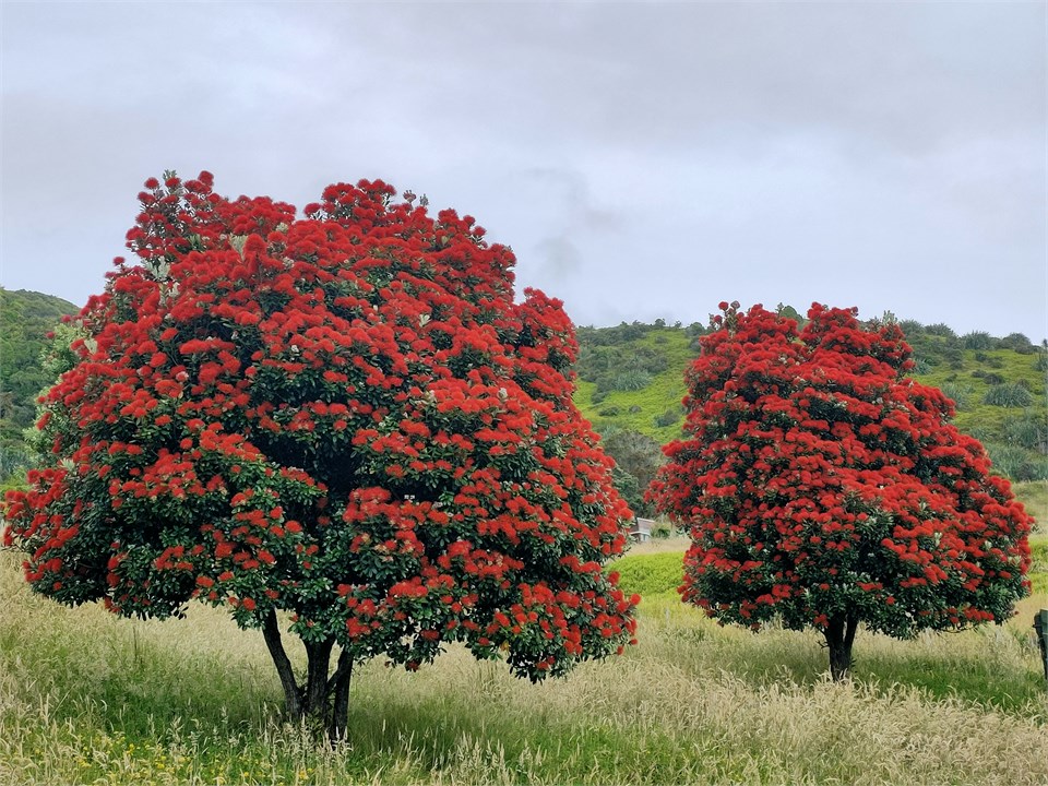 New Zealand 'Christmas Tree" (Pohutukawa)