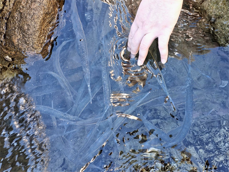 SO many fish playing Hide 'n Seek from the Kahawai