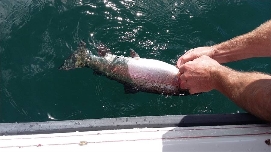 Rainbow trout for dinner