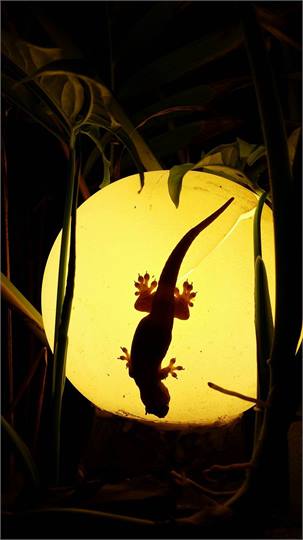 Experience the wildlife