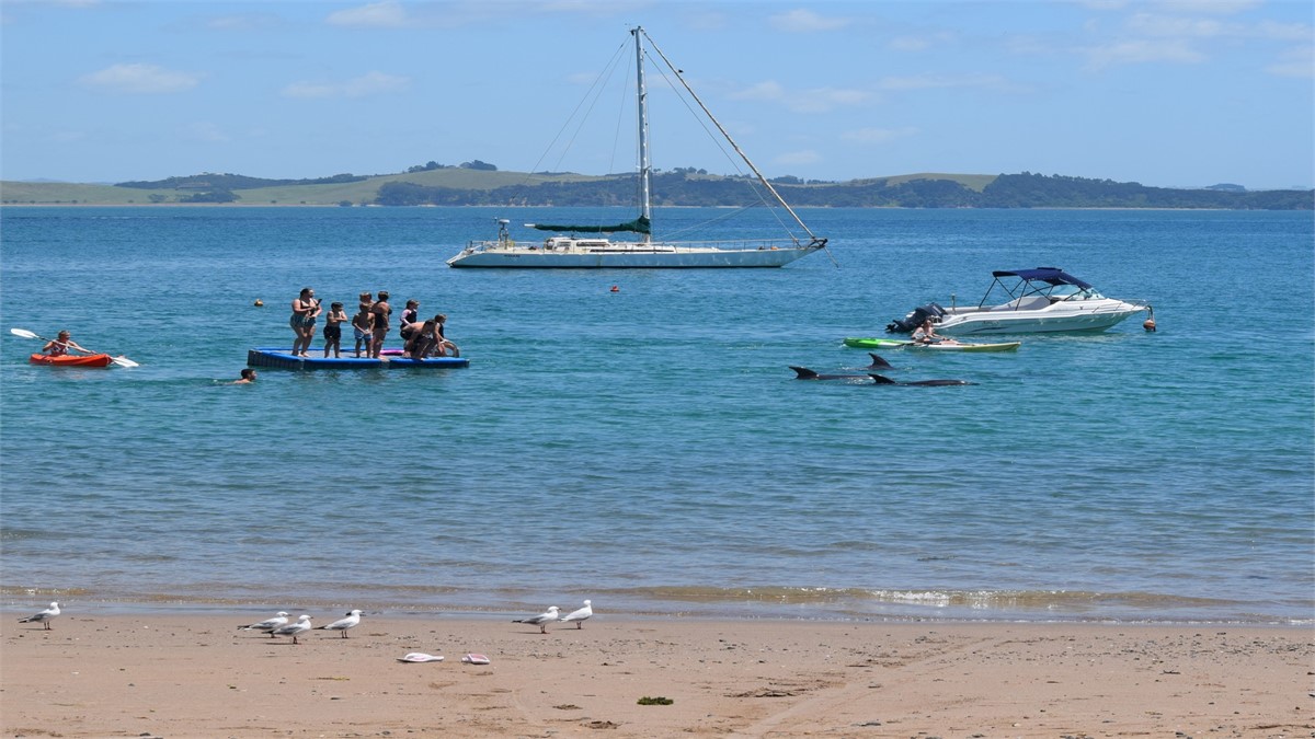 Dolphins at Tapeka beach