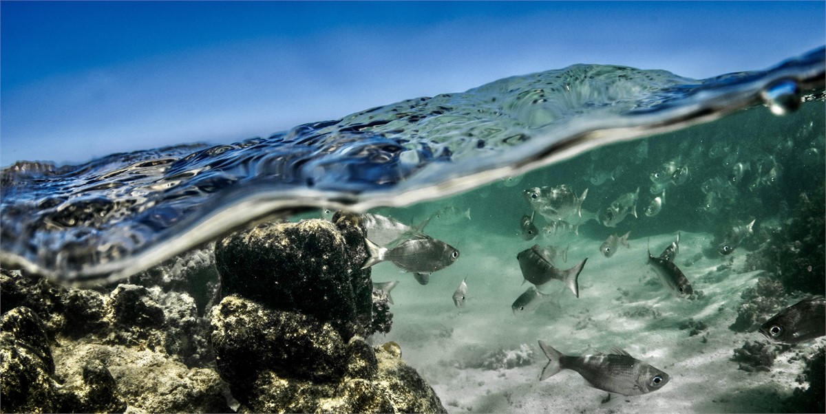 Marine reserve out front