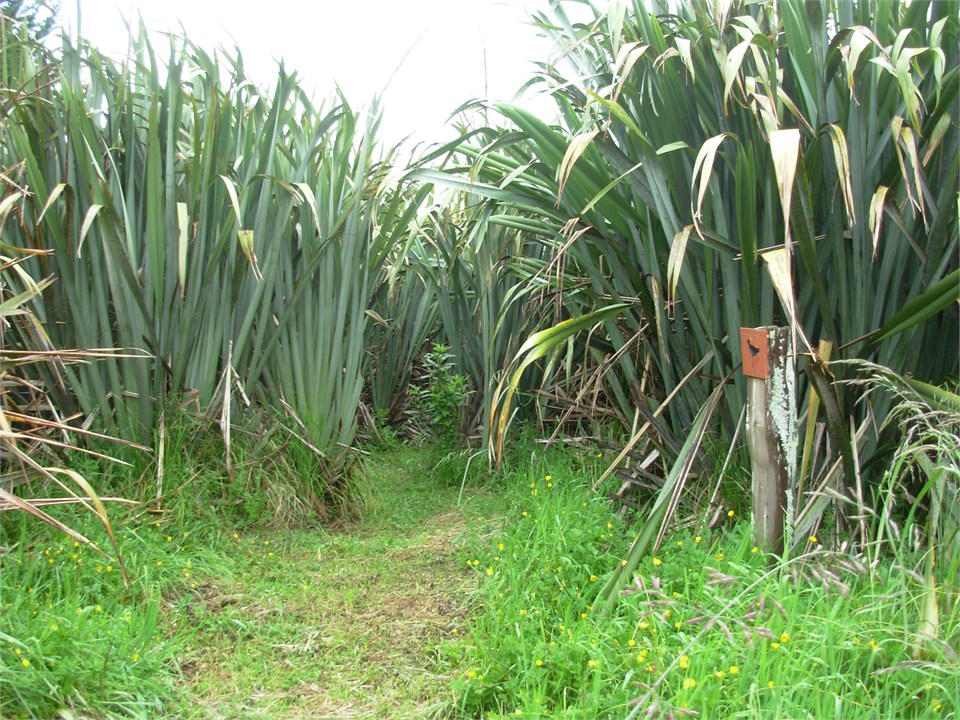 Walking through the harakeke flax