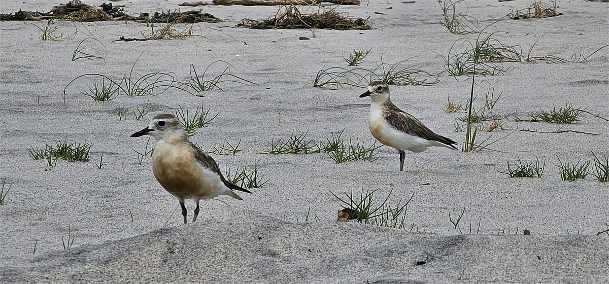 Dotterels keeping guard