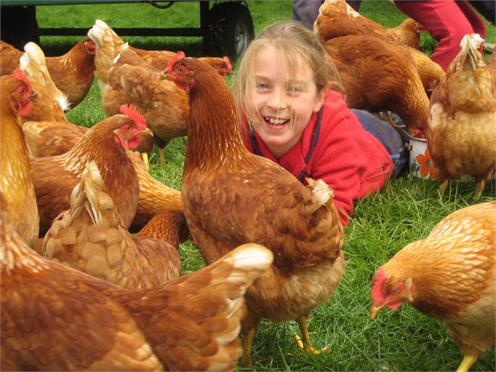 Even our chickens love company.