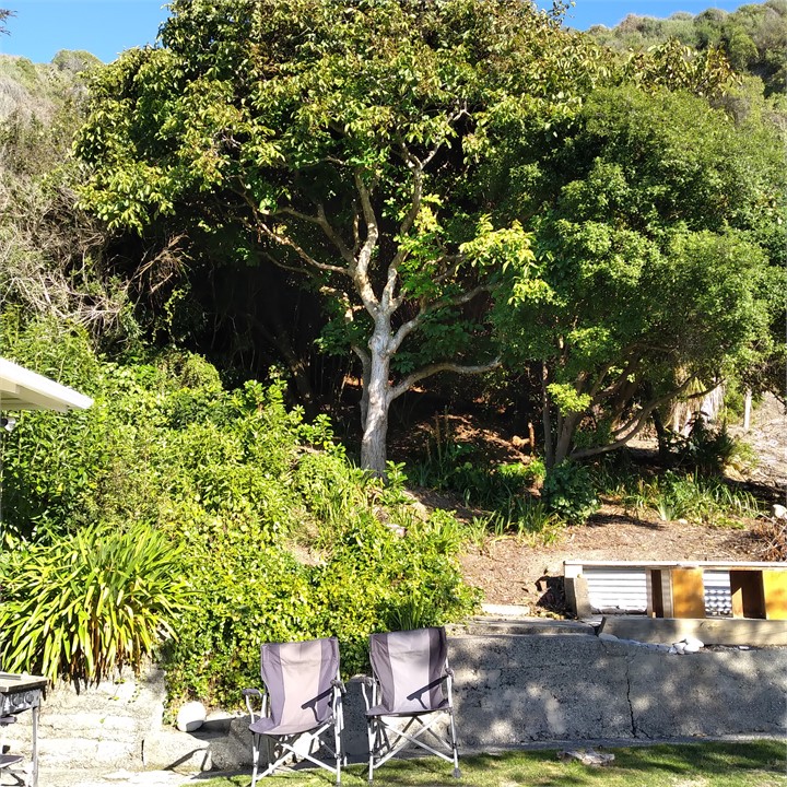 Beautiful old Walnut Tree