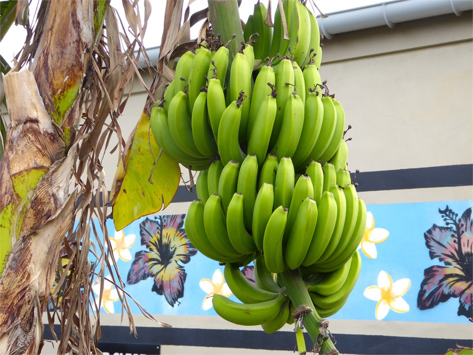 loads of fresh fruit growing everywhere