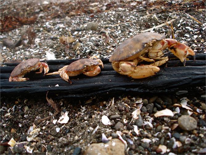 Cancer crab family in front of house Purau Beach