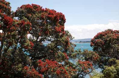 Pohutukawa view
