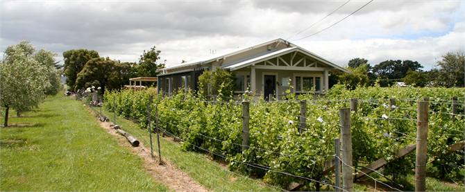Amore Cottage amongst the grapevines