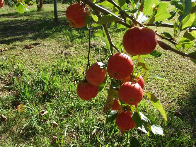 Fruit in the front orchard