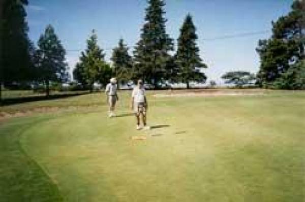 Motueka Golf course greens