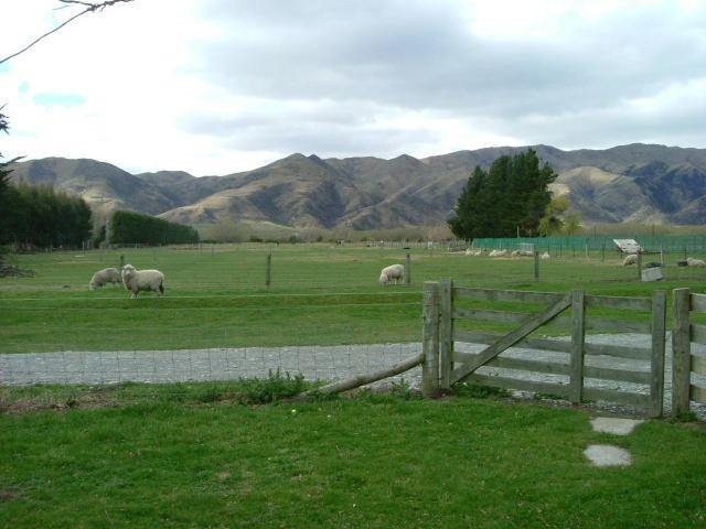 view from the back door