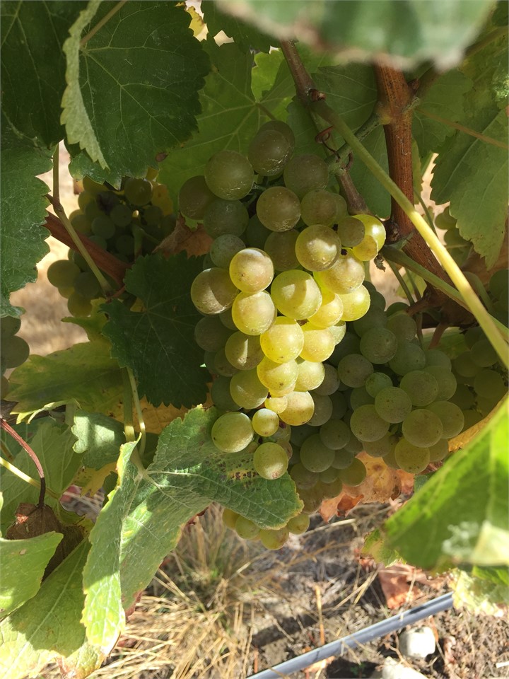 learn more about growing savingon blanc grapes