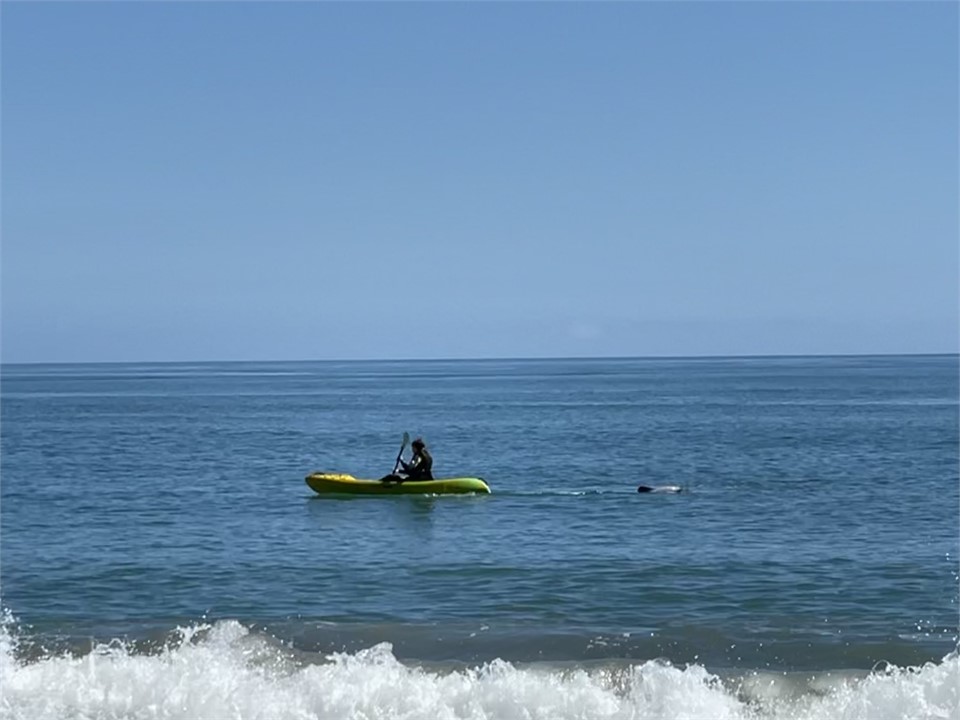 Kayaking with the hector's dolphins