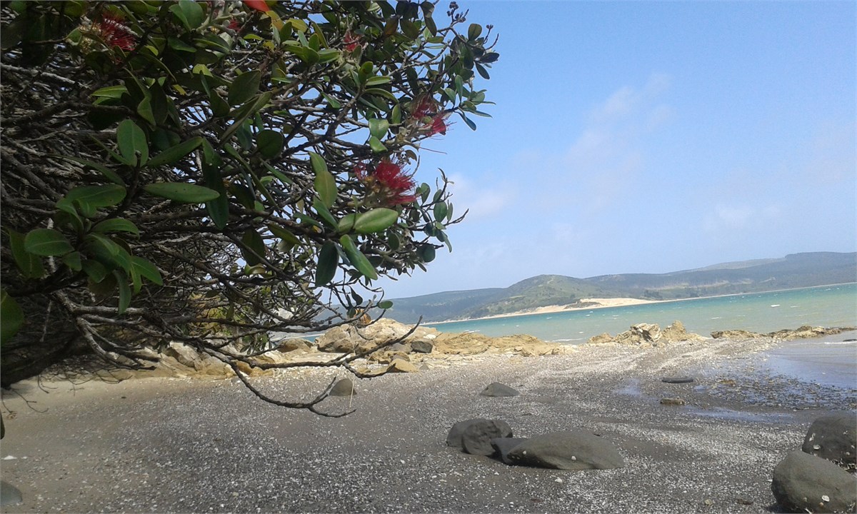 pohutukawa along beach