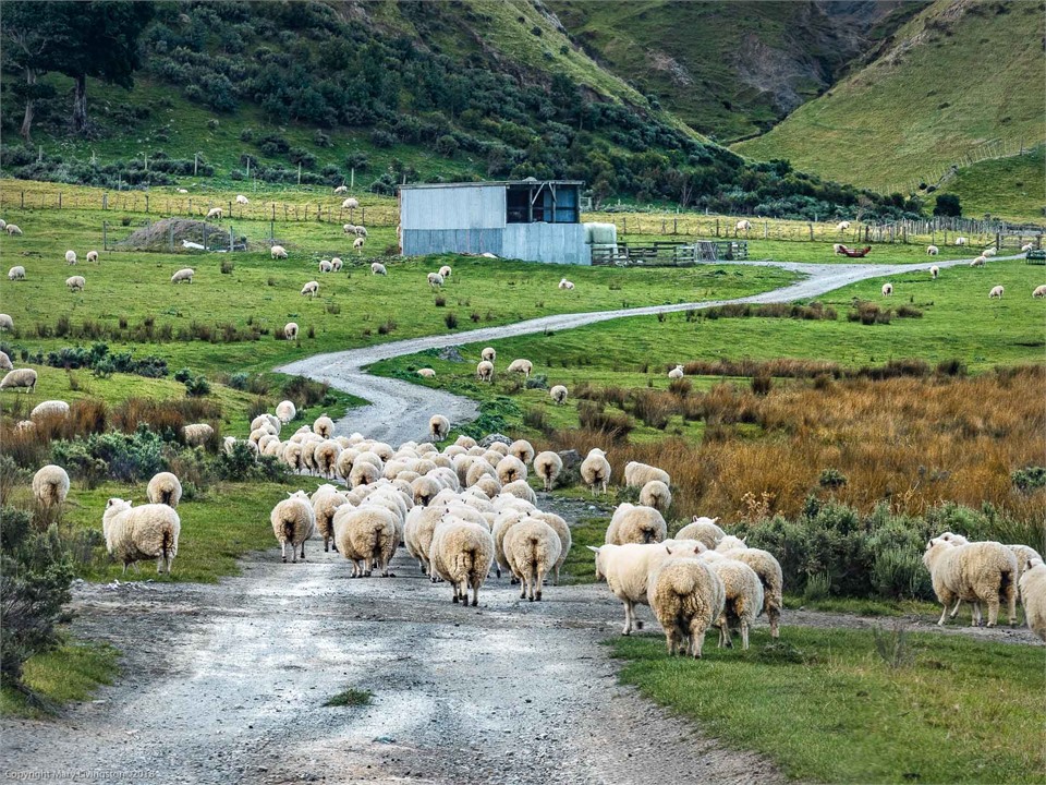 coast road sheep movement