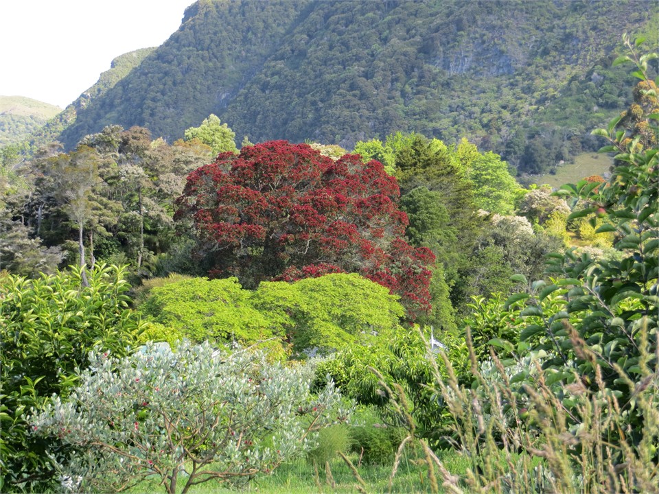 trees behind cottage