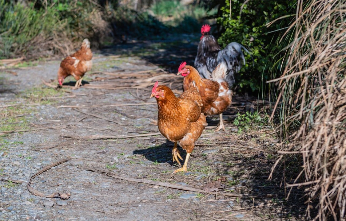 Our free range hens