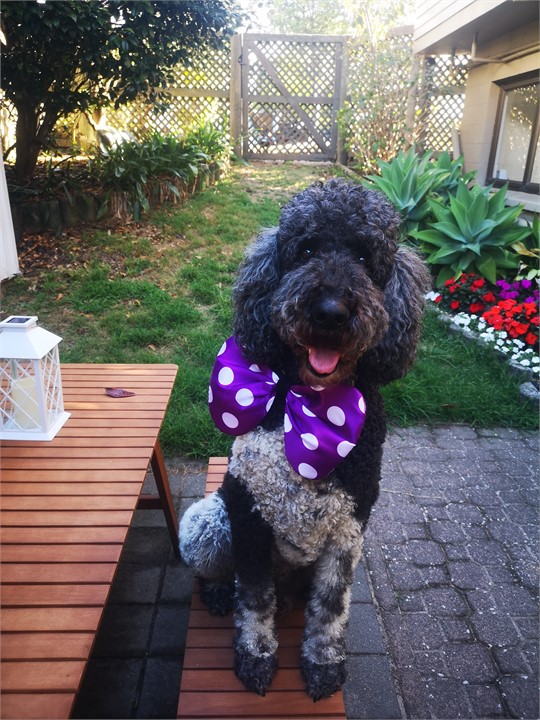 Fully fenced back garden, dog friendly, conditions