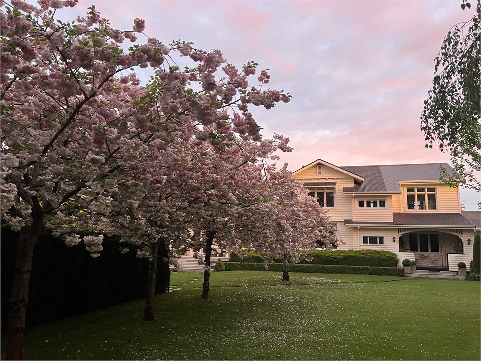 Spring  view and Flowering Cherries from front gar