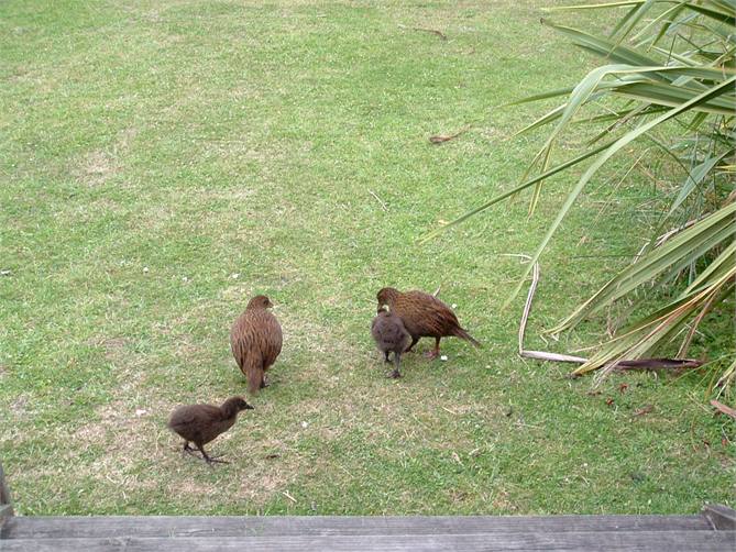 Feeding the weka family from the deck
