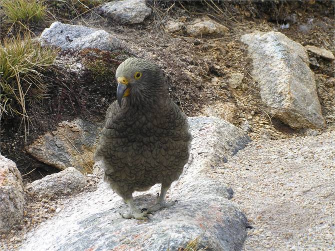 Mt Hutt kea